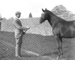 broodmare Wheatley xx (Thoroughbred, 1895, from Orme xx)