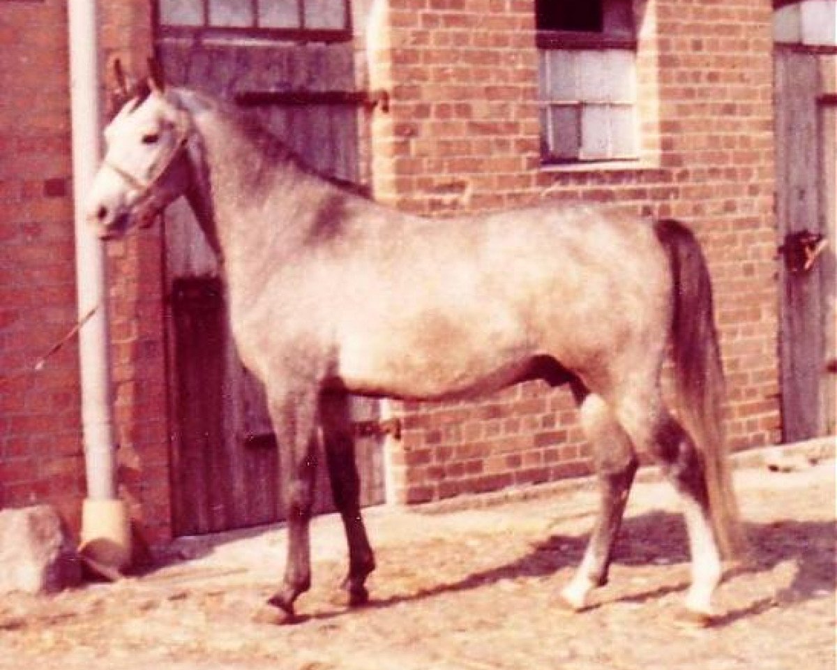 stallion Gharib ben Lancer ox (Arabian purebred, 1978, from Polish Lancer ox)