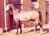 Deckhengst Gharib ben Lancer ox (Vollblutaraber, 1978, von Polish Lancer ox)