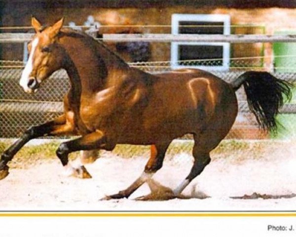 stallion Paroli (Rhinelander, 1987, from Pilot)