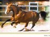 stallion Paroli (Rhinelander, 1987, from Pilot)