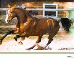 stallion Paroli (Rhinelander, 1987, from Pilot)