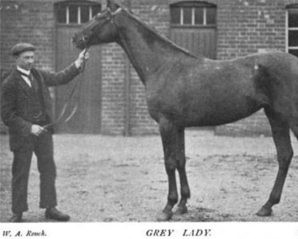 Zuchtstute Grey Lady xx (Englisches Vollblut, 1898, von Grey Leg xx)