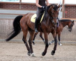 dressage horse Max 3418 (Westphalian, 2003, from Montmartre)