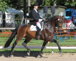 dressage horse Birkhof's Touch me (Württemberger, 2004, from Tullamore)