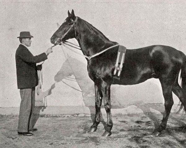 stallion Galliard xx (Thoroughbred, 1880, from Galopin xx)