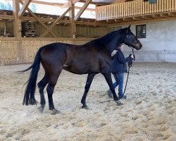 dressage horse Dynamit (Rhinelander, 2016, from Don Romanov)