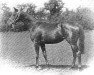 broodmare Bonnie Gal xx (Thoroughbred, 1889, from Galopin xx)