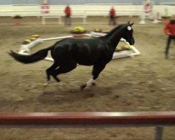 dressage horse Fernhill Darling (Hanoverian, 2009, from Desperados FRH)