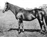 broodmare Wenonah xx (Thoroughbred, 1886, from Galopin xx)