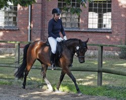 dressage horse Promise Gazalla (German Riding Pony, 2005, from Depardieu)