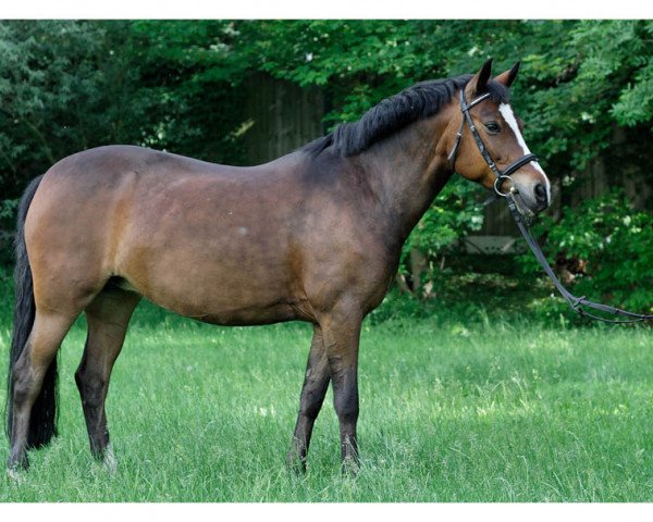 broodmare Promise Grace (German Riding Pony, 1995, from Nobelchamp)