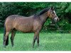 broodmare Promise Grace (German Riding Pony, 1995, from Nobelchamp)