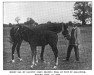 broodmare Merry Gal xx (Thoroughbred, 1897, from Galopin xx)