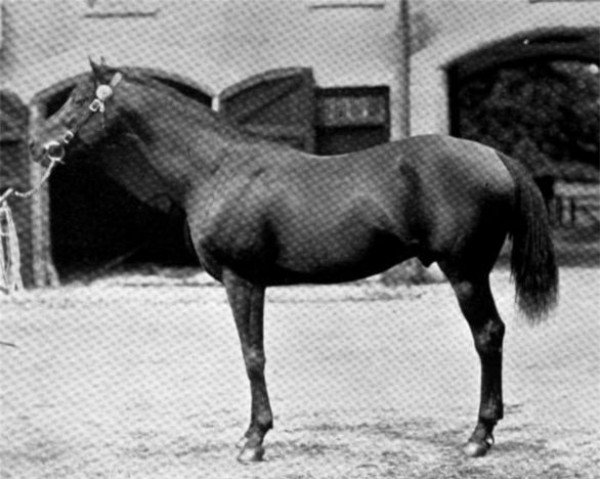 stallion Buckingham xx (Thoroughbred, 1890, from Galopin xx)