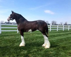 horse BSC Candy Crush (Clydesdale, 2016, from ALC Moz Strike)