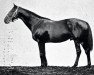 stallion Galeazzo xx (Thoroughbred, 1893, from Galopin xx)