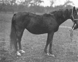 broodmare Satchel xx (Thoroughbred, 1882, from Galopin xx)