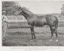 stallion Saint Angelo xx (Thoroughbred, 1889, from Galopin xx)