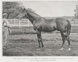 stallion Saint Angelo xx (Thoroughbred, 1889, from Galopin xx)