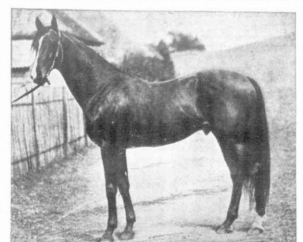 Pferd Gossoon xx (Englisches Vollblut, 1889, von Galopin xx)