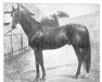 horse Gossoon xx (Thoroughbred, 1889, from Galopin xx)