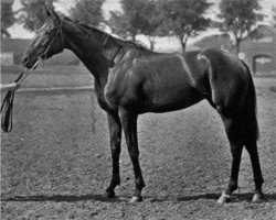 broodmare Galeottia xx (Thoroughbred, 1892, from Galopin xx)