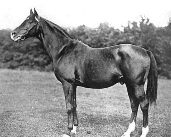 stallion Galloping Lad xx (Thoroughbred, 1893, from Galopin xx)