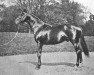 stallion St. Gris xx (Thoroughbred, 1896, from Galopin xx)