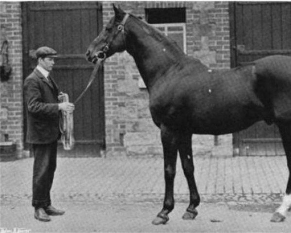 stallion Pioneer xx (Thoroughbred, 1886, from Galopin xx)