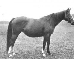 broodmare Minera xx (Thoroughbred, 1890, from Galopin xx)