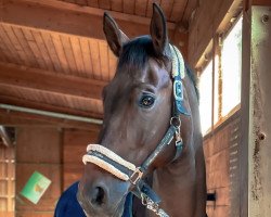 dressage horse Cesenatico 2 (Trakehner, 2011, from Herbstbach)