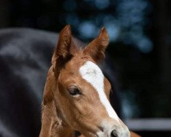 dressage horse Jody (German Riding Pony, 2021, from Venustas Cool Edition)