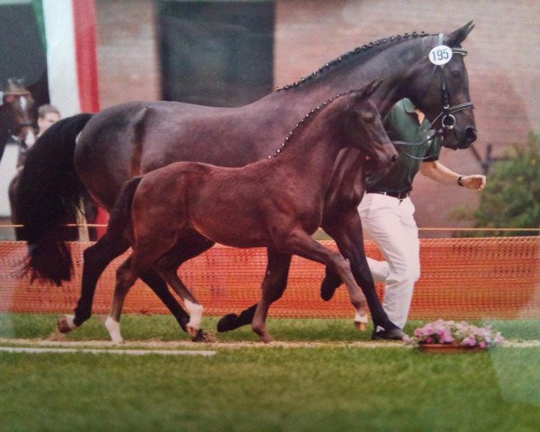 broodmare Virginia K (Rhinelander, 2011, from Vitalis)