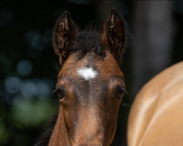 Springpferd Venustas First Edition (Deutsches Reitpony, 2021, von Venustas Cool Edition)