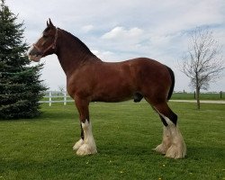 horse Belleau W.S. Murphy (Clydesdale, 2016, from Priest Lake Perfection)