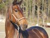 broodmare Charety (Hanoverian, 1990, from Calypso II)