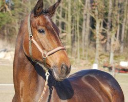 broodmare Charety (Hanoverian, 1990, from Calypso II)