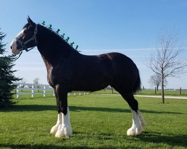 horse Eastview Freedom (Clydesdale, 2014, from Midnight Mad Max)