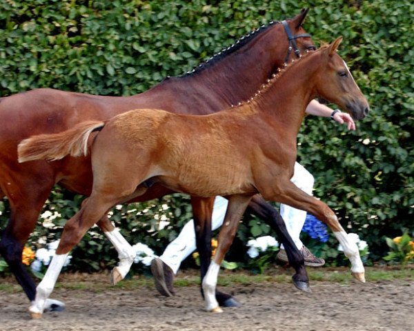 Dressurpferd Carsberg (Deutsches Reitpony, 2009, von Top Champy)