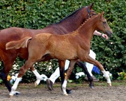 dressage horse Carsberg (German Riding Pony, 2009, from Top Champy)