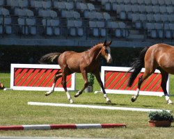 jumper Askalon (German Riding Pony, 2022, from Alvalon)