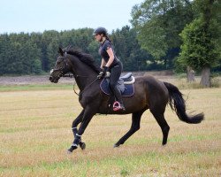 broodmare Emotion (Hanoverian, 2005, from Embassy I)