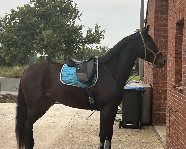 broodmare Hermine (Hanoverian, 2019, from Heinrich Heine)