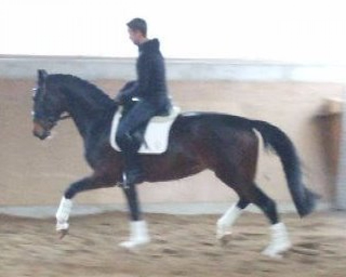 dressage horse Dyna Diamond J (Westphalian, 2005, from Dancing Dynamite)