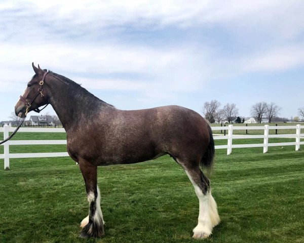 Pferd G.B. Deborah (Clydesdale, 2016, von Blackgate Avalon)