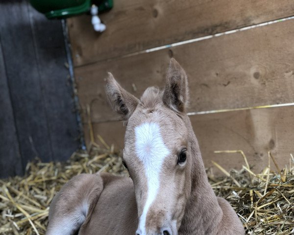 dressage horse Nugget Gold JL (German Riding Pony, 2022, from Fs Numero Uno)