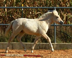 horse Tibor (Fjord Horse, 2016, from Tsjalle)