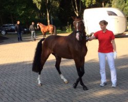 dressage horse Choco (German Riding Pony, 2015, from Huckleberry Finn Hj WE)