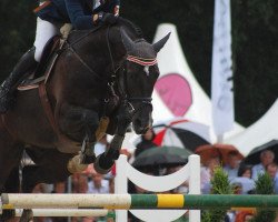 jumper Elton 43 (Hanoverian, 2005, from Embassy I)